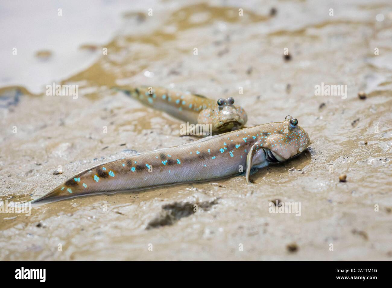 bluespotted mudskipper, or Boddart's goggleeyed goby, Boleophthalmus