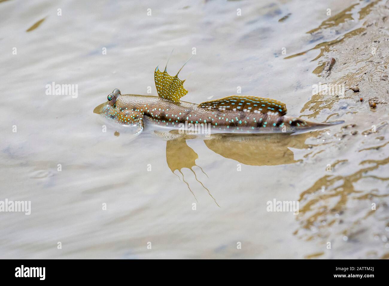 bluespotted mudskipper, or Boddart's goggleeyed goby, Boleophthalmus