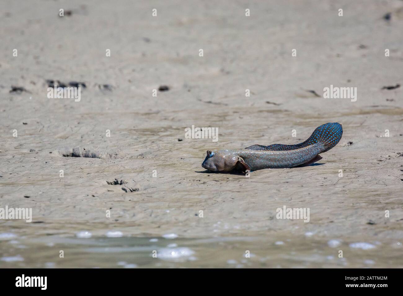 bluespotted mudskipper, Boleophthalmus caeruleomaculatus, adult, male, raising fins to other males, defending its territories and/or courting potentia Stock Photo
