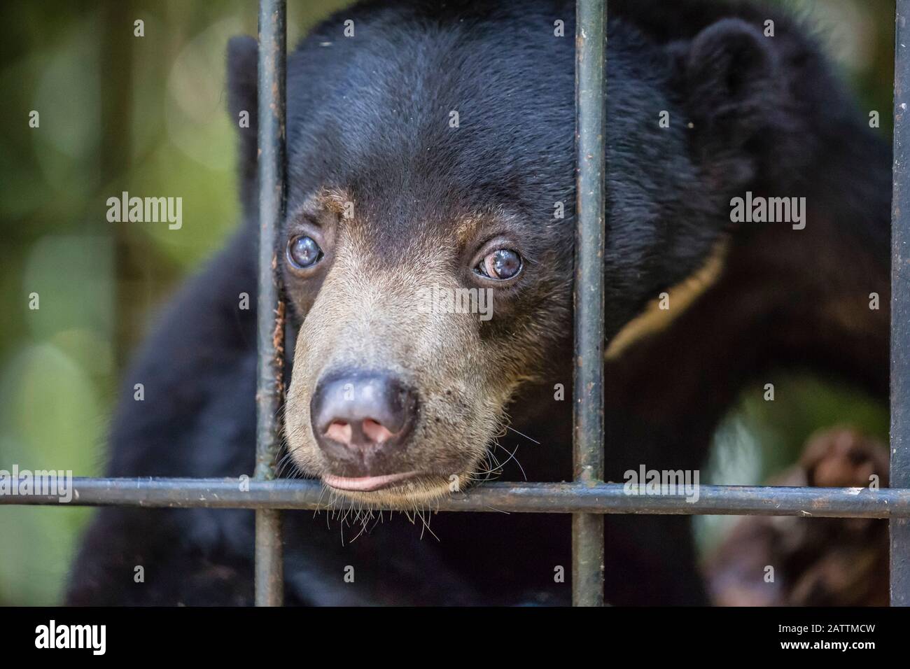 A young sun bear, Helarctos malayanus, rescued & confiscated from the pet trade, Camp Leakey, Tanjung Puting National Park, Kalimantan  or Borneo, Ind Stock Photo