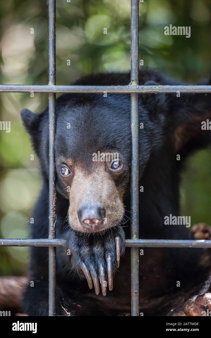 A young sun bear, Helarctos malayanus, rescued & confiscated from the pet trade, Camp Leakey, Tanjung Puting National Park, Kalimantan  or Borneo, Ind Stock Photo