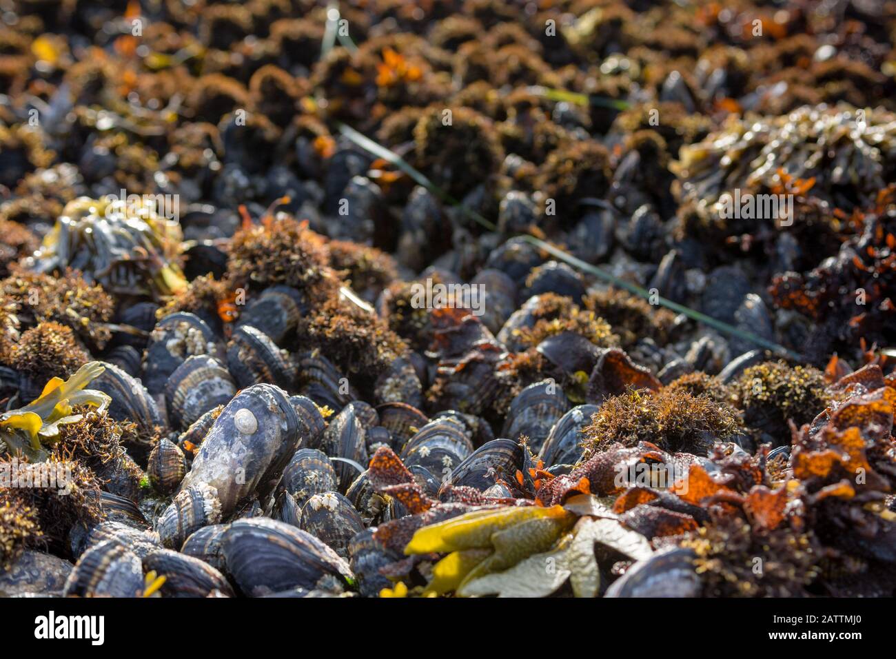 A densely packed Mussel bed exposed Stock Photo Alamy