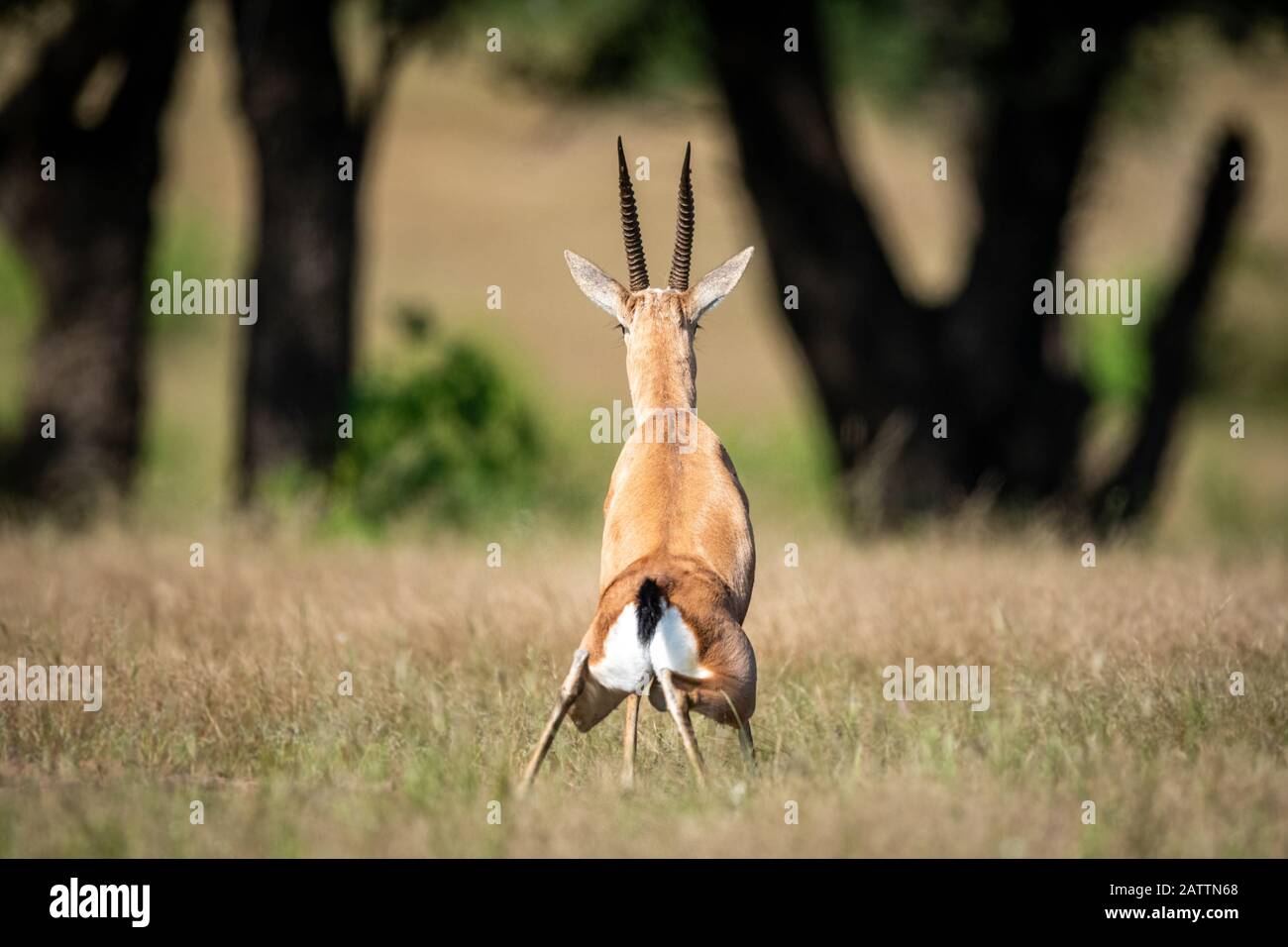 Chinkara or Indian gazelle an Antelope at ranthambore national park, rajasthan, india - Gazella bennettii Stock Photo
