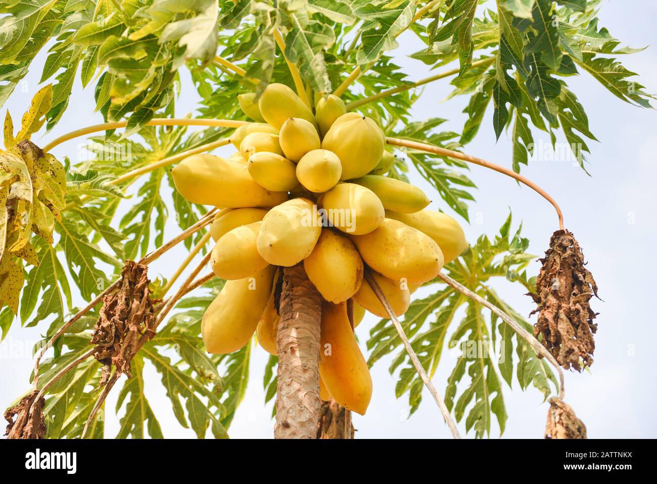 Ripe papaya sale