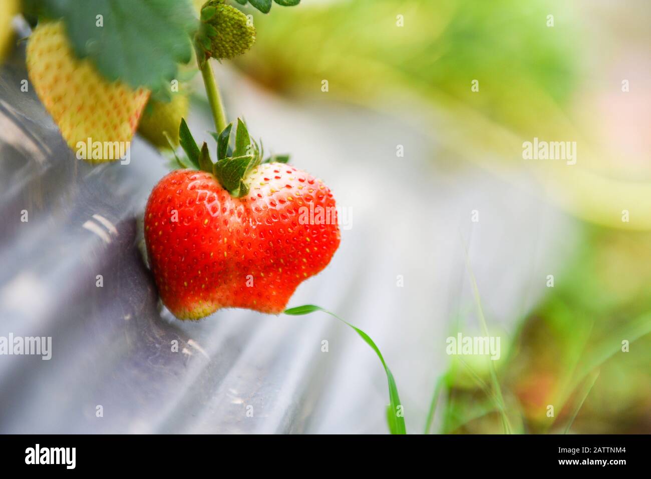 strawberries fruit growing in the strawberry field with green leaf in ...