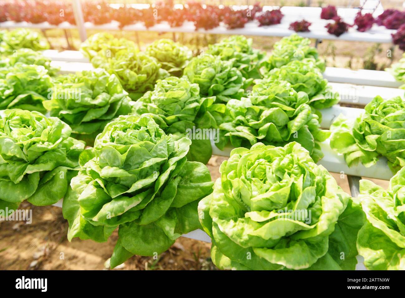 Hydroponic Buttercrunch Lettuce