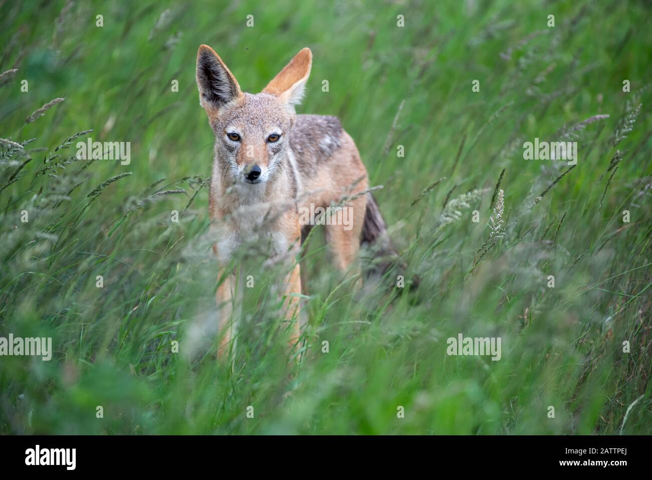 A black-backed jackal - Canis mesomelas - stands in the long green summer grass of the savannah in the Kruger National Park, South Africa Stock Photo