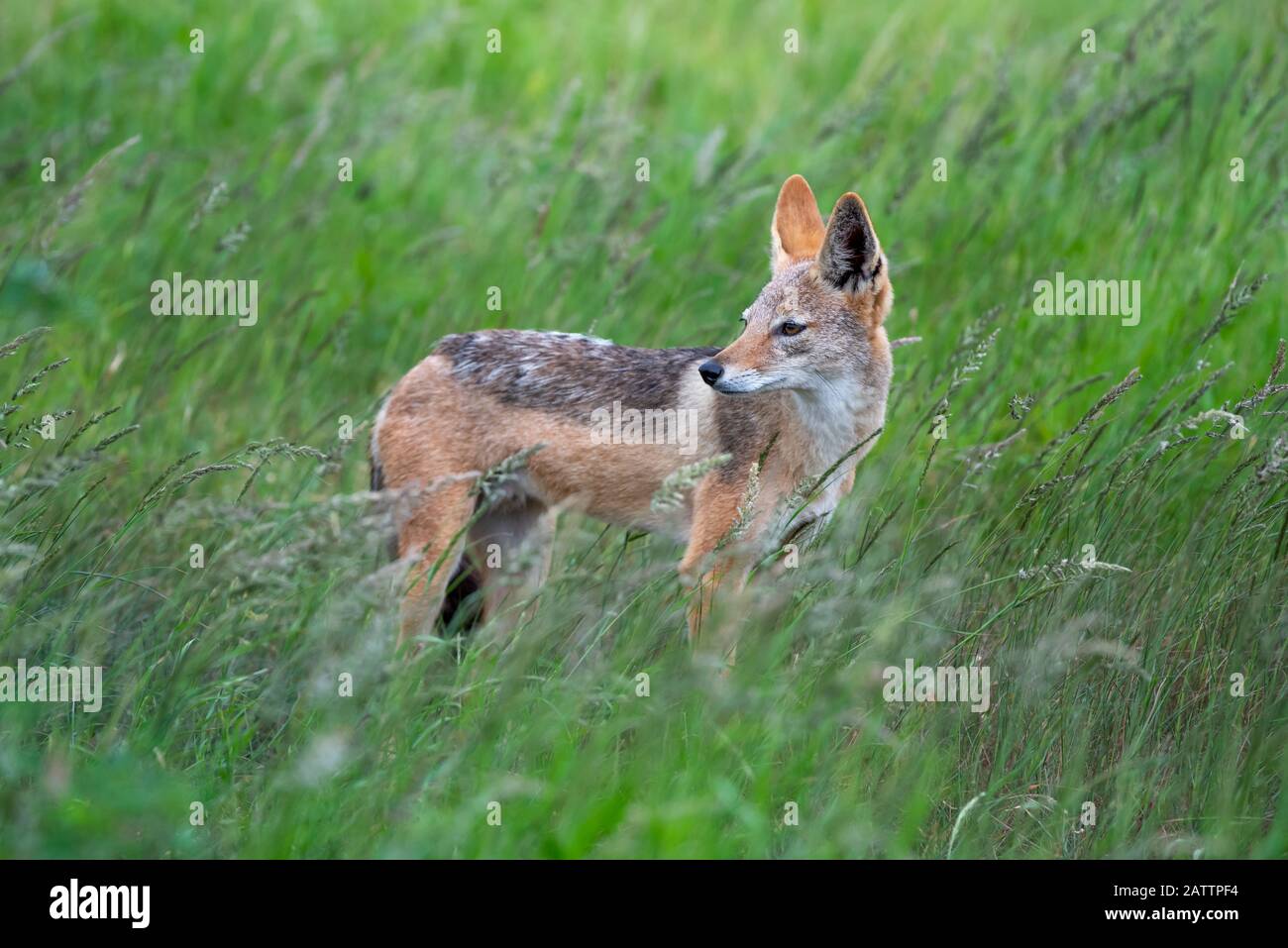 A black-backed jackal - Canis mesomelas - stands in the long green summer grass of the savannah in the Kruger National Park, South Africa Stock Photo