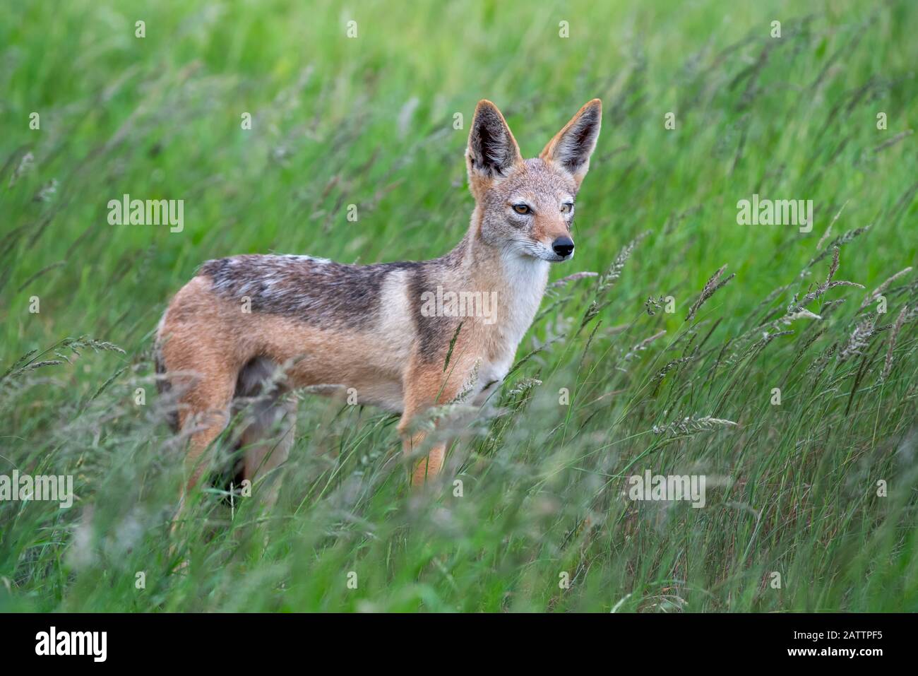 A black-backed jackal - Canis mesomelas - stands in the long green summer grass of the savannah in the Kruger National Park, South Africa Stock Photo