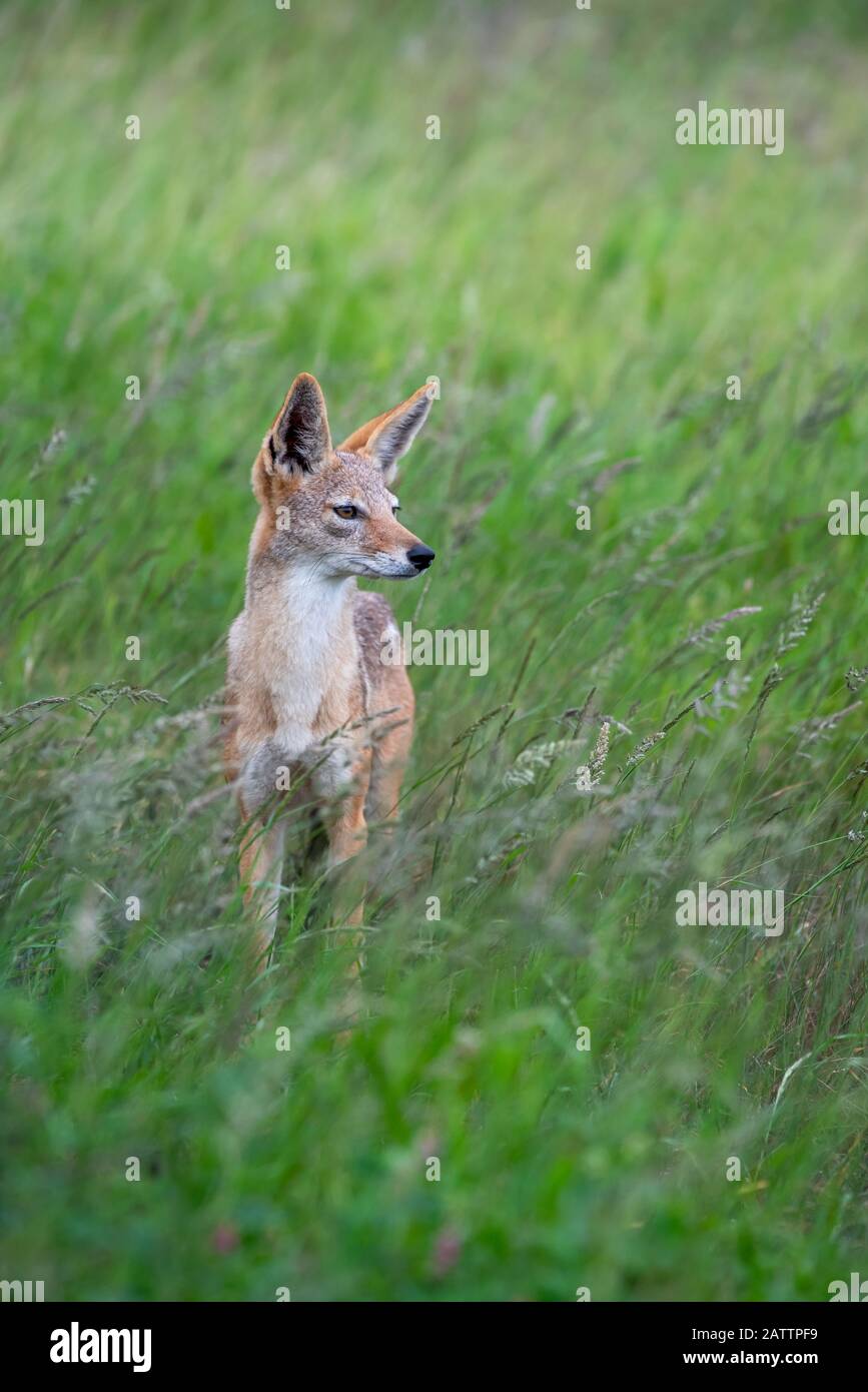 A black-backed jackal - Canis mesomelas - stands in the long green summer grass of the savannah in the Kruger National Park, South Africa Stock Photo