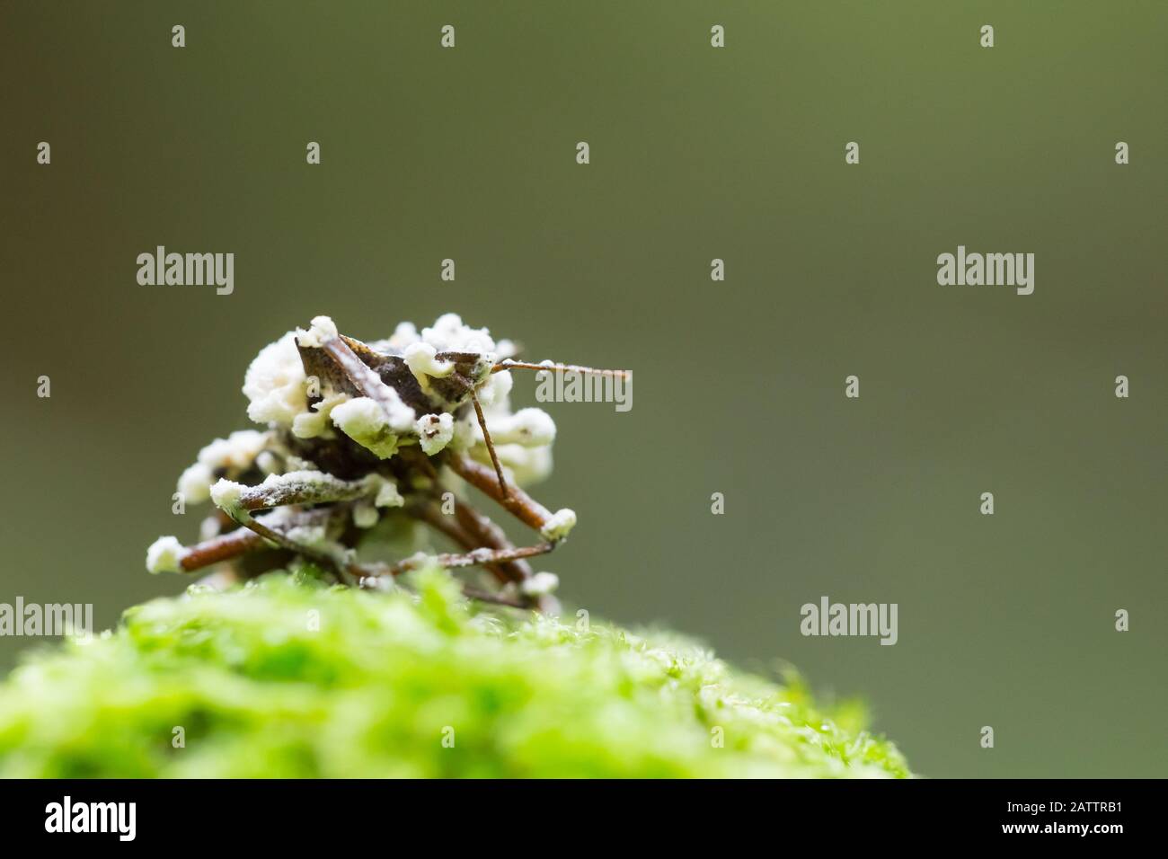 White muscardine fungi on a shield-bug Stock Photo