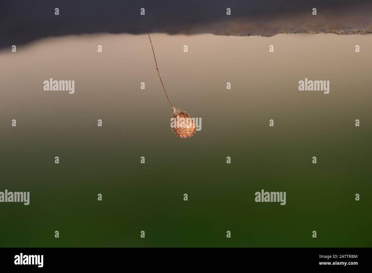 Pirate spider egg sac Stock Photo Alamy