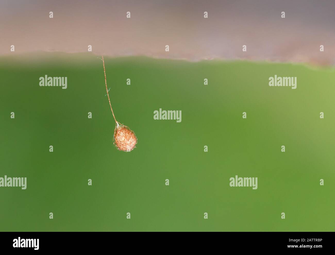 Pirate spider egg sac Stock Photo Alamy
