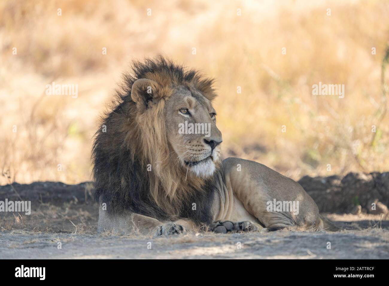 Asiatic Lion Male relaxing from Gir Sanctuary and National Park, Sasan, Gujarat, India Stock Photo