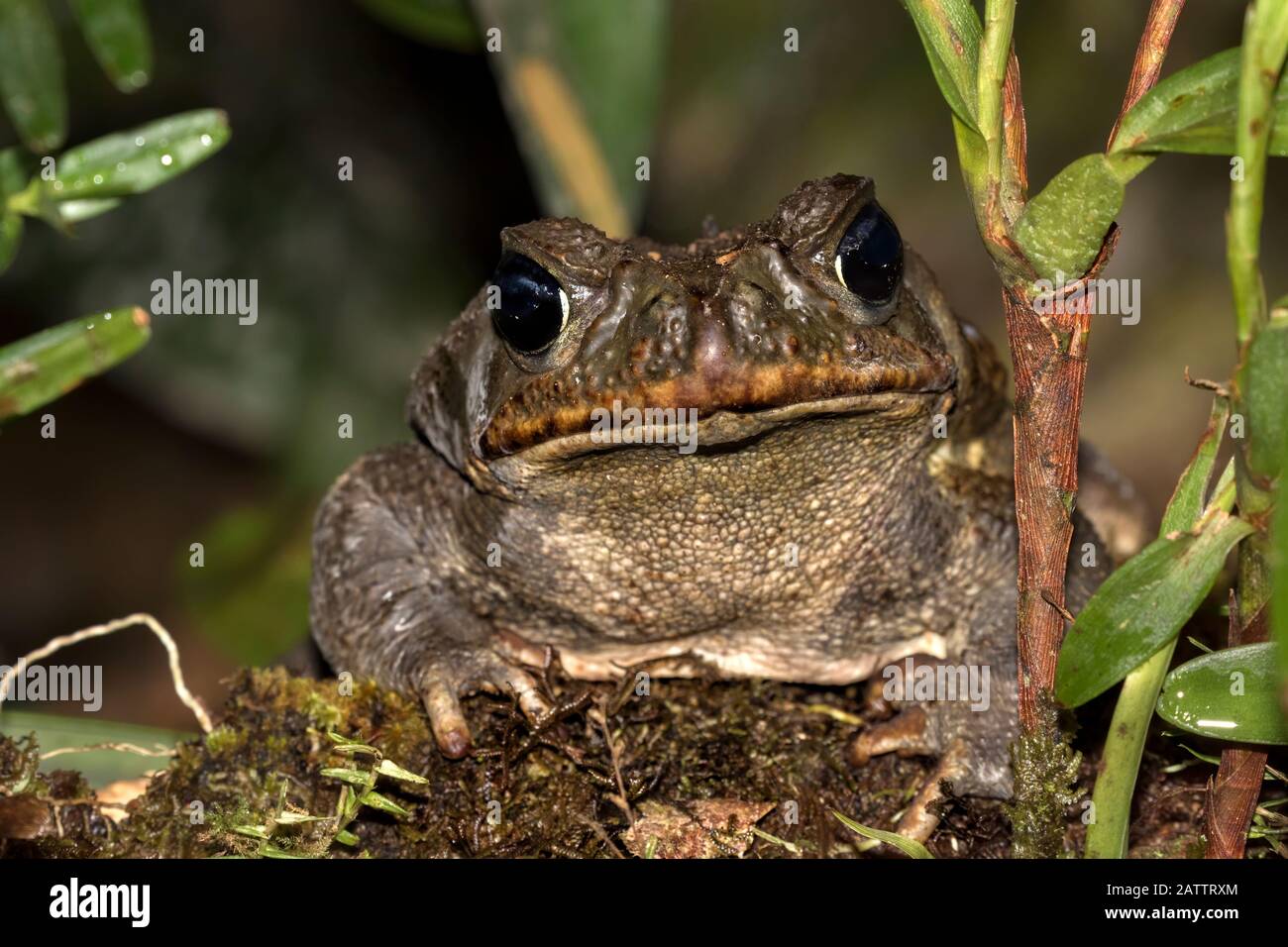 Cane Toad (Rhinella marina) on tropical rainforest floor, Alajuela ...