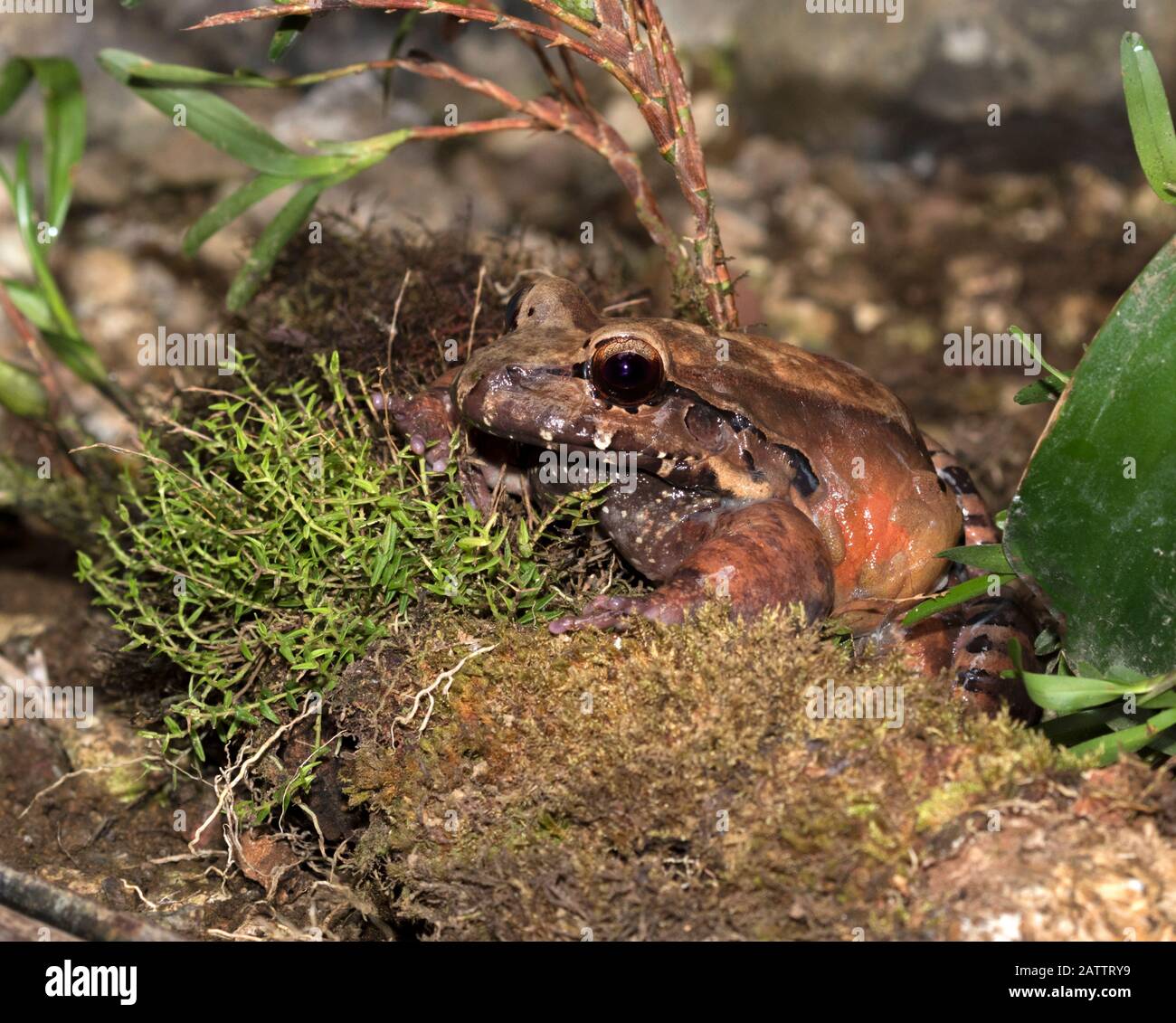 Smoky jungle frog ( Leptodactylus pentadactylus) on the rainforest ...