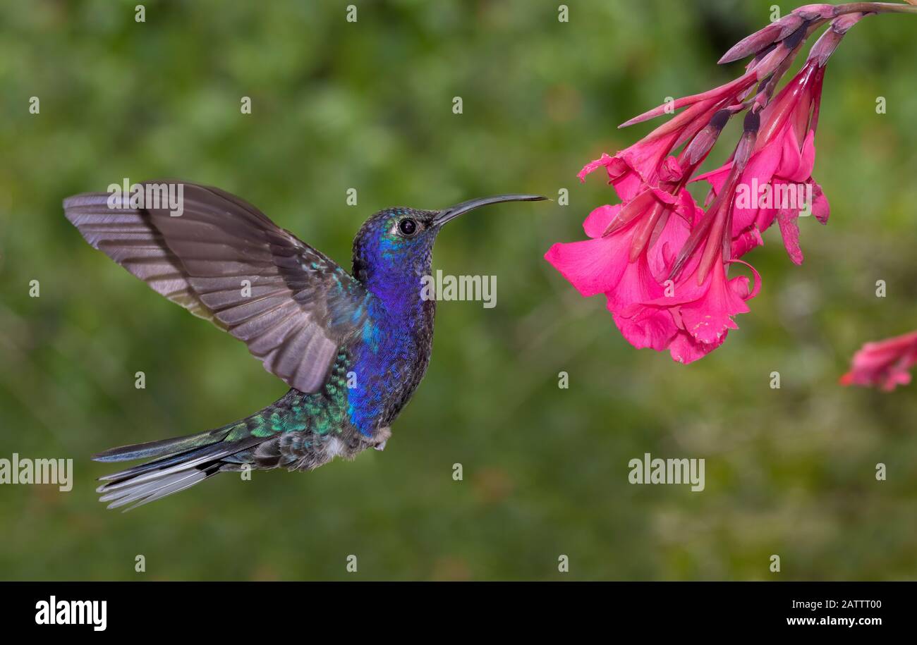 Male Violet Sabrewing (Campylopterus hemileucurus) hummingbird flying, Alajuela, Costa Rica Stock Photo