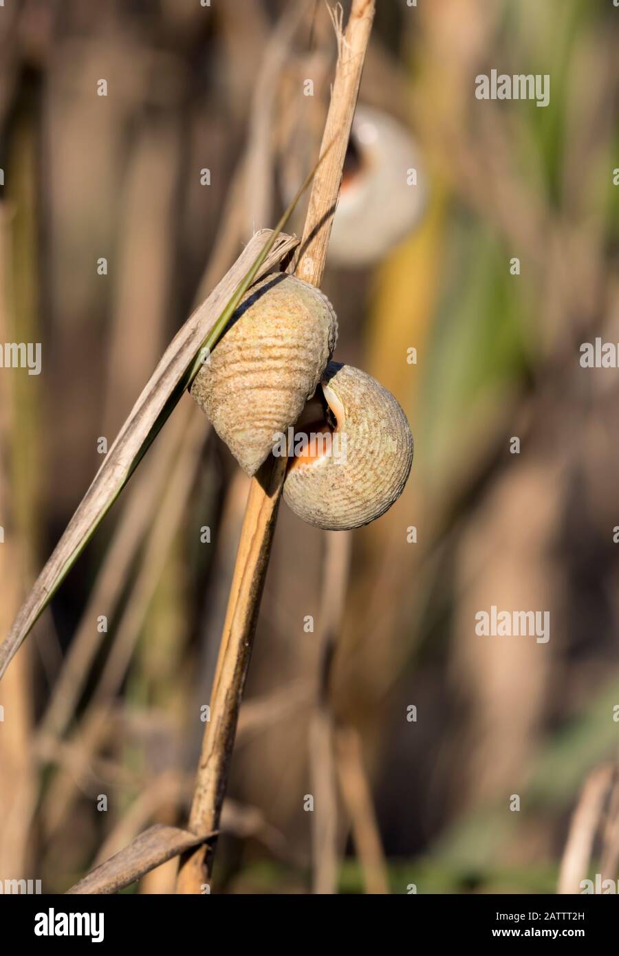The salt marsh periwinkle snail (Littoraria irrorate) on the air roots of black mangroves (Avicennia germinans) Stock Photo