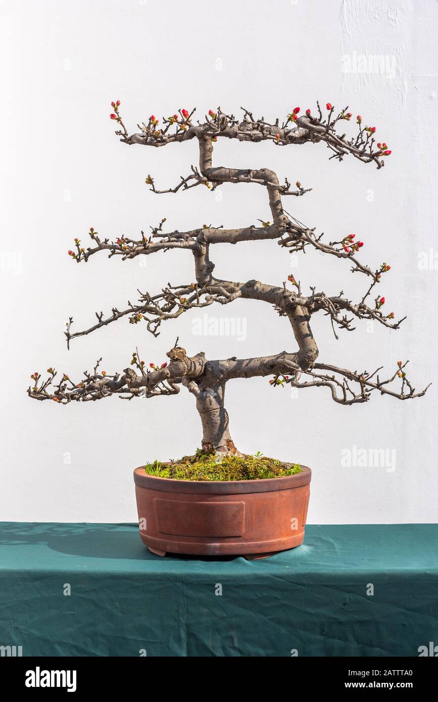 Twisted bonsai tree with red flower against white wall in China Stock Photo