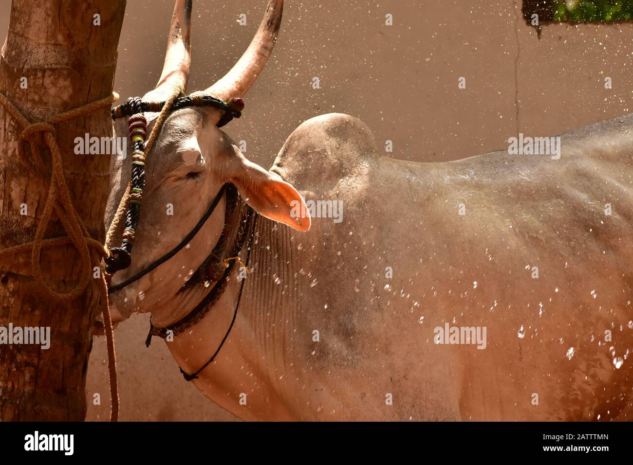 a bull react to water splash Stock Photo