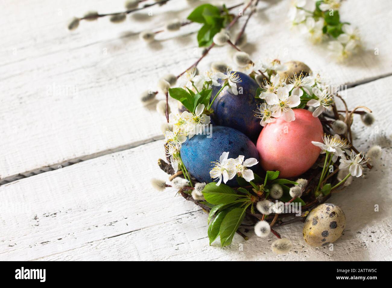 Colored Easter eggs and spring flowers on a white wooden background ...