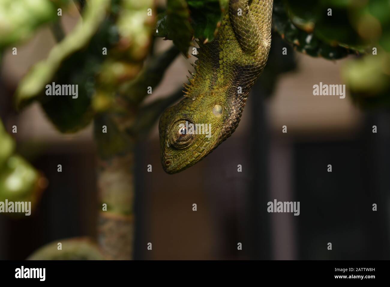 An Eastern garden lizard or Oriental garden lizard (Calotes versicolor) hanging upside down