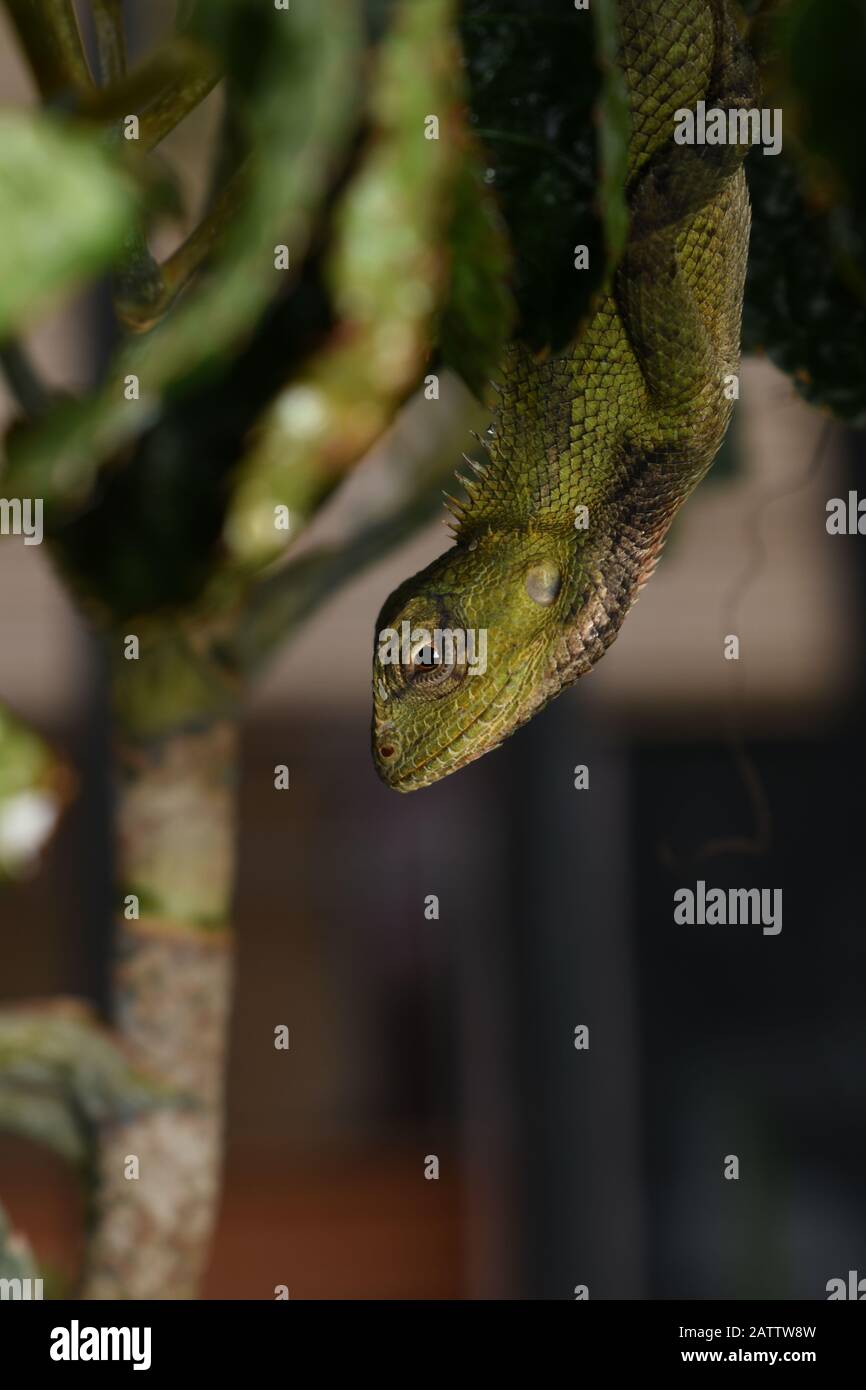 An Eastern garden lizard or Oriental garden lizard (Calotes versicolor) hanging upside down