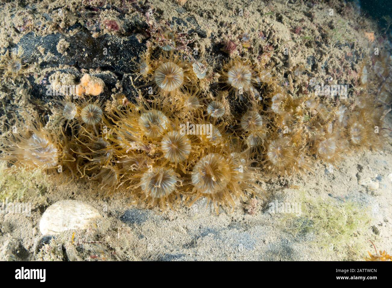 Aiptasia mutabilis Stock Photo