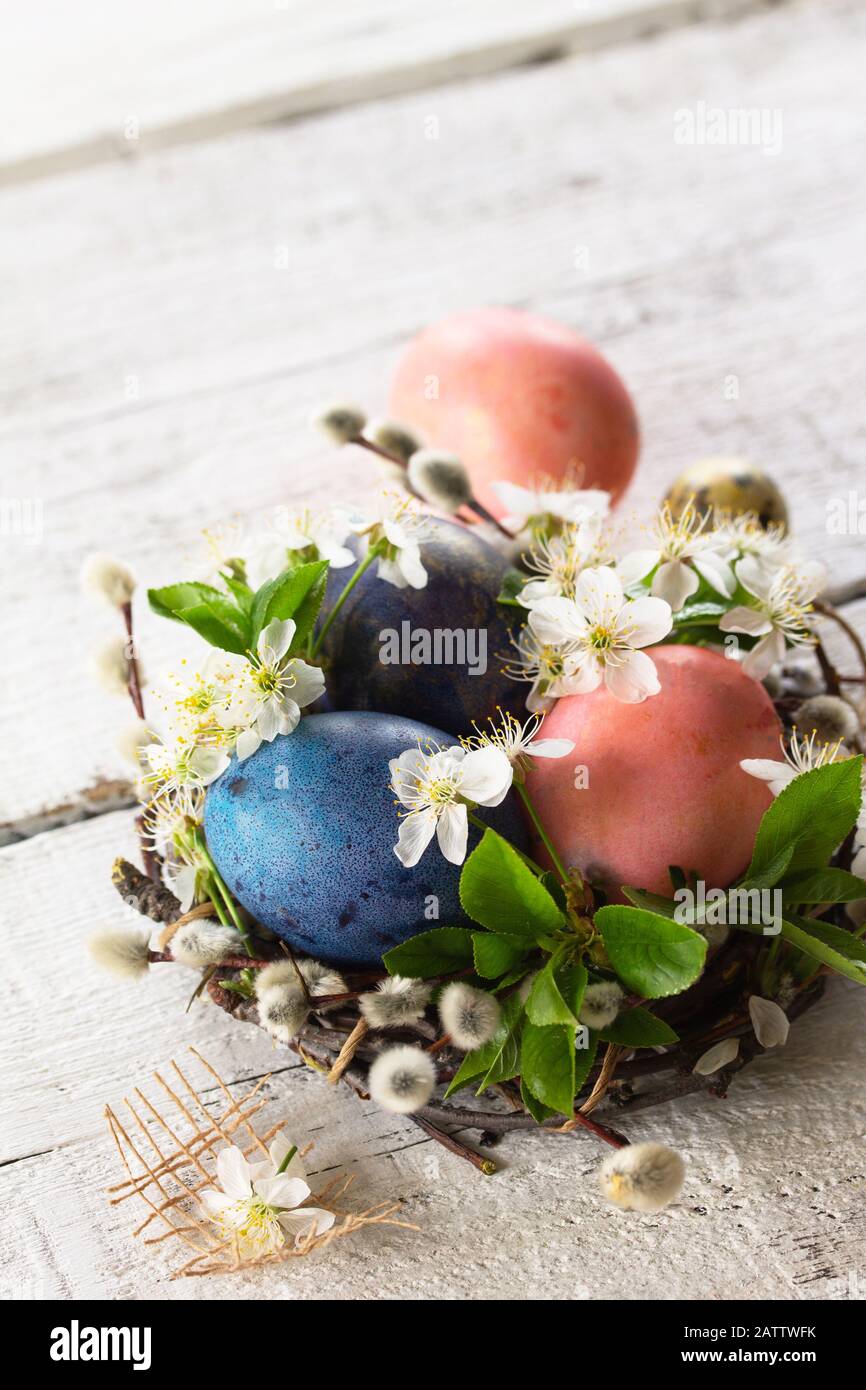 Colored Easter eggs, willow branches and spring flowers on a white ...