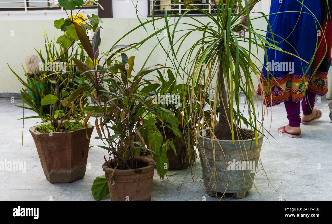 ivy plant,Dracaena plant and Pampas Grass With Sandy White Blooms, Live Evergreen Grass at home terrace garden Stock Photo