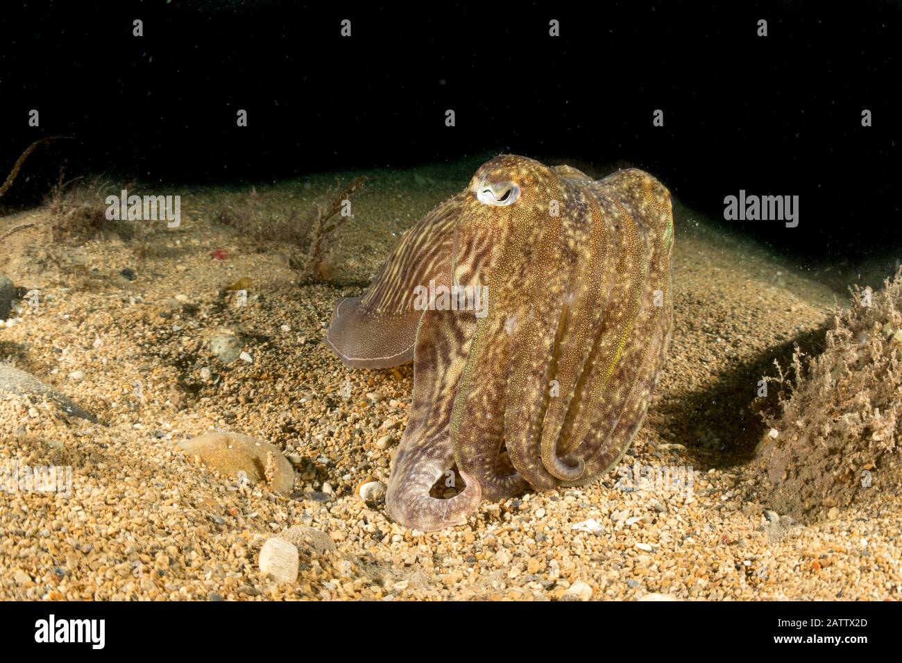 Common Cuttlefish Stock Photo