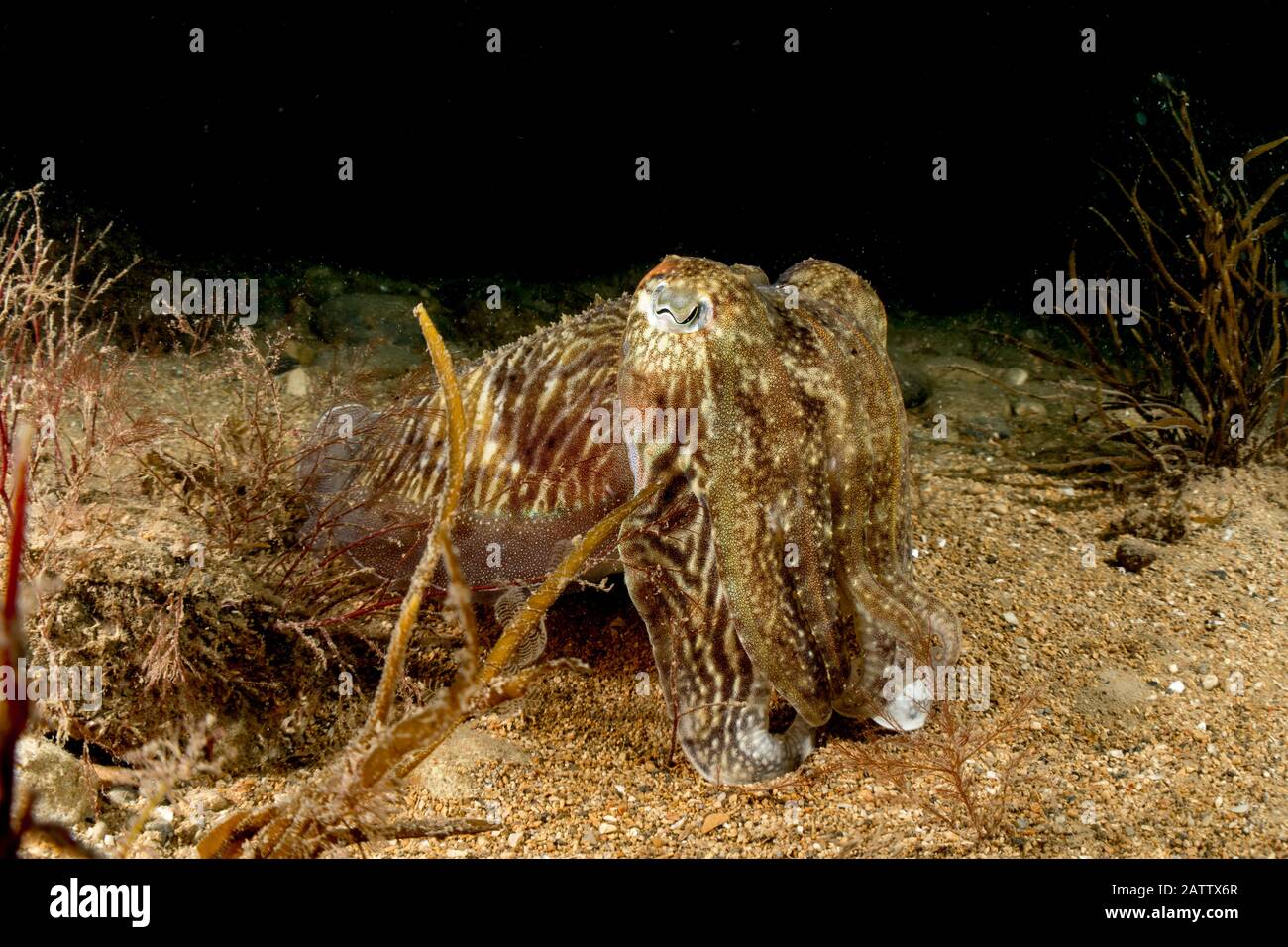 Common Cuttlefish Stock Photo