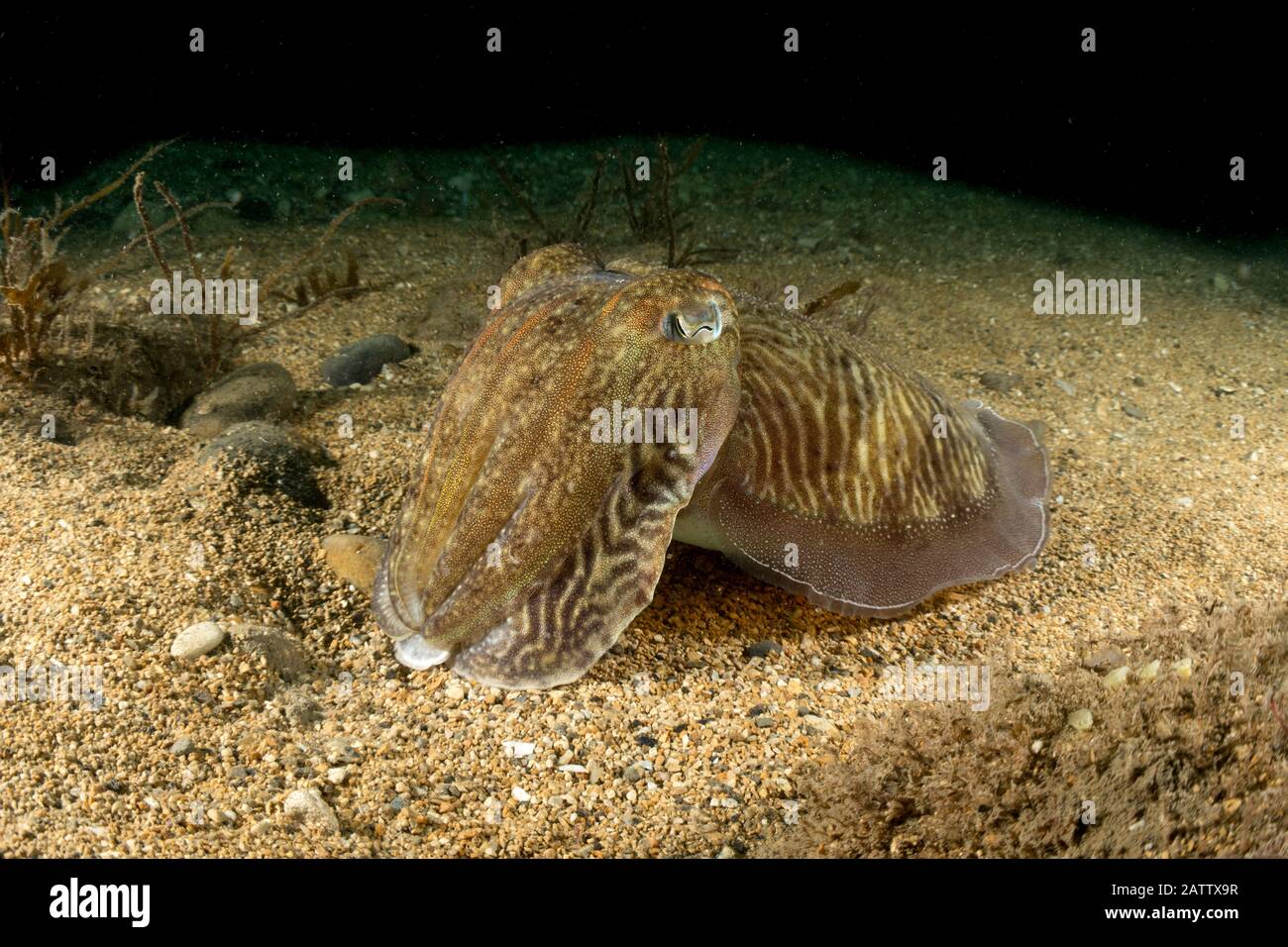 Common Cuttlefish Stock Photo