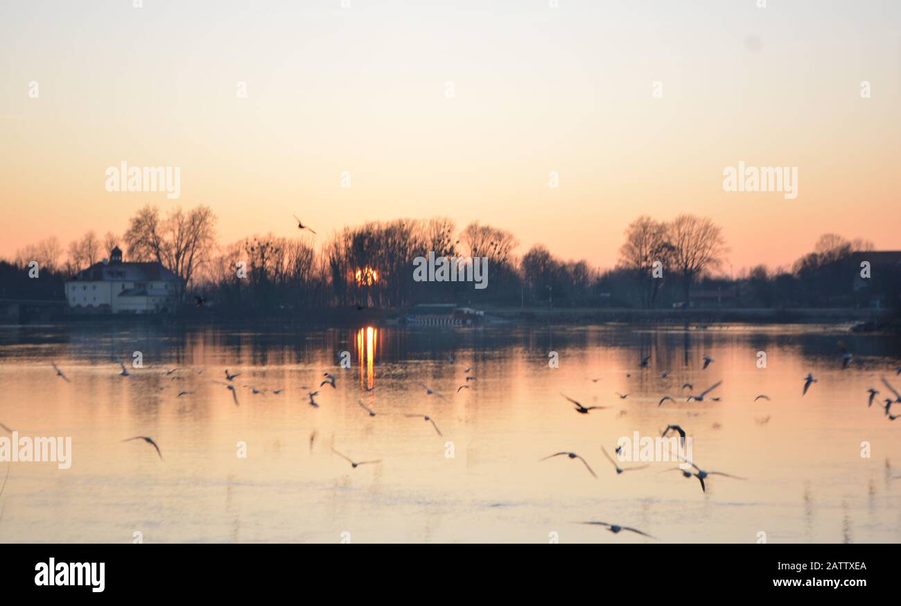 birds flying in the sunset in Schärding, Austria Stock Photo - Alamy