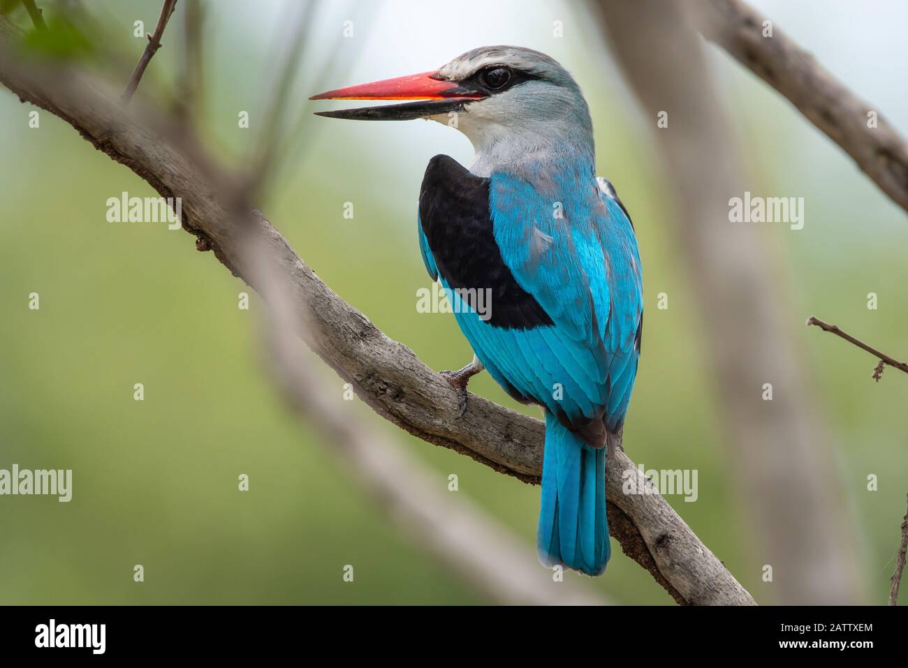 A woodland kingfisher - Halcyon senegalensis - perches on a twig in the Kruger National Park in South Africa Stock Photo