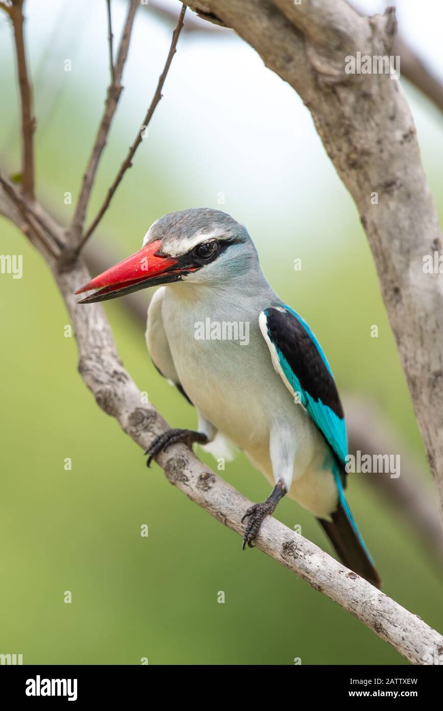 Halcyon senegalensis hires stock photography and images Alamy