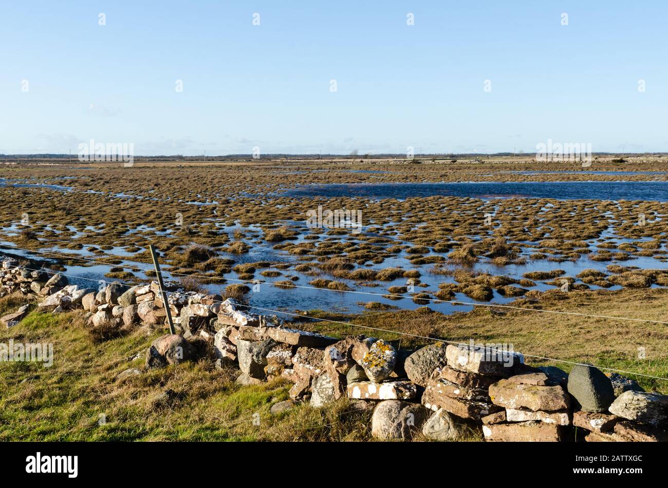 Wetland with grass tufts in a swedish nature reserve at the island Oland Stock Photo