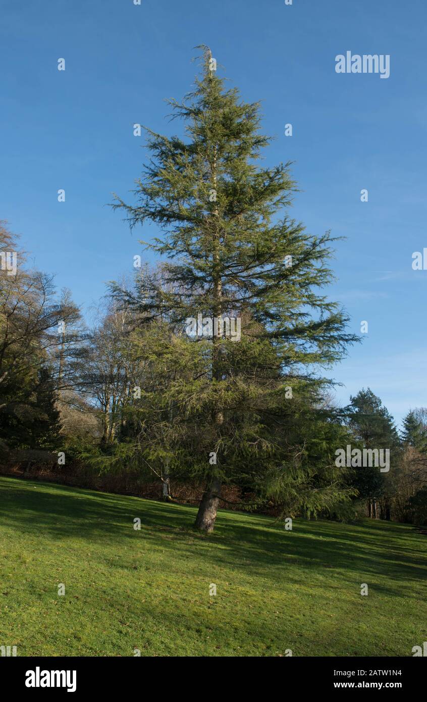 Winter Foliage of an Old Evergreen Deodar Cedar Tree (Cedrus deodara) with a Bright Blue Sky Background in a Park in Rural Devon, England, UK Stock Photo