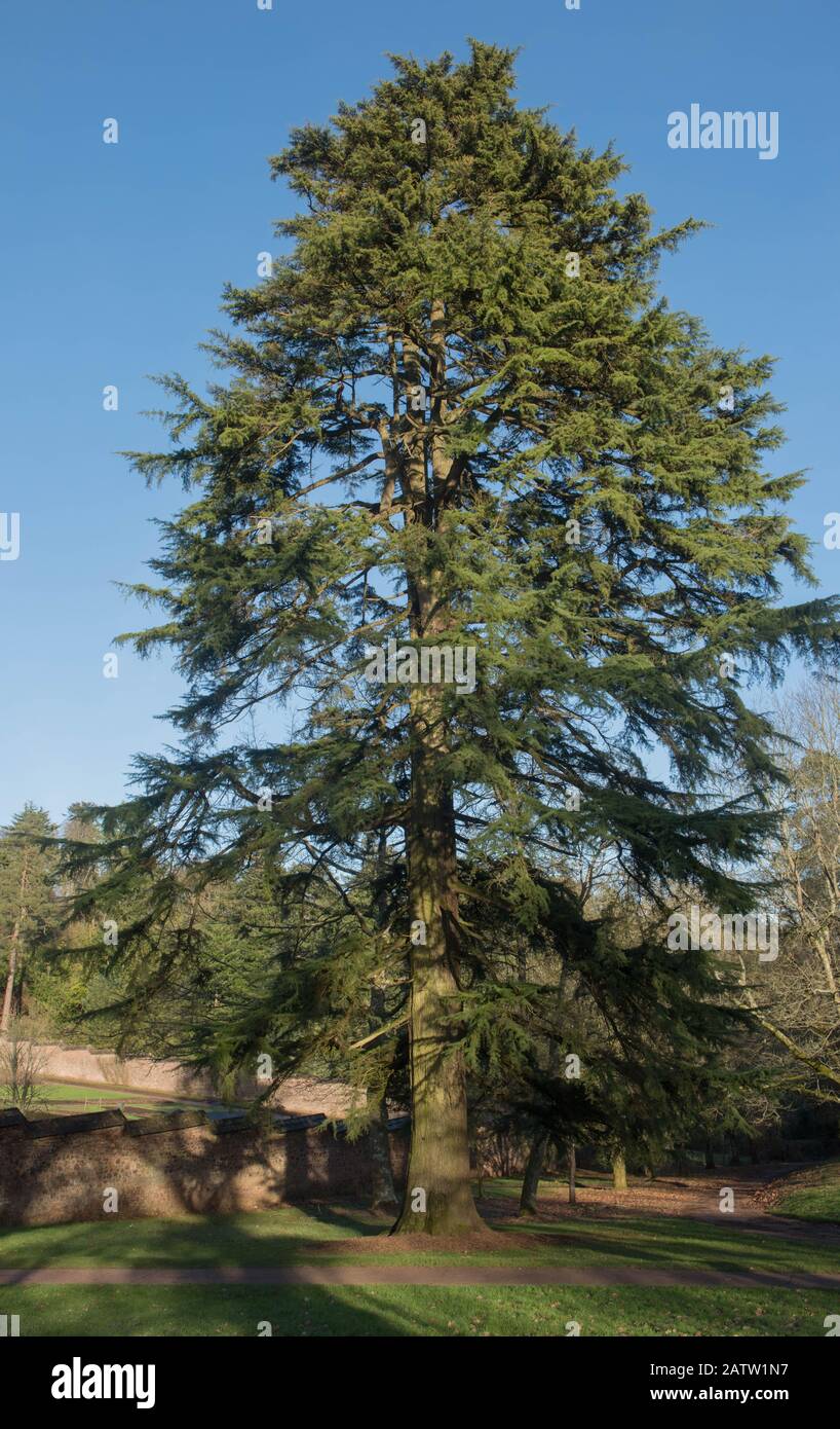 Winter Foliage of an Old Evergreen Deodar Cedar Tree (Cedrus deodara) with a Bright Blue Sky Background in a Park in Rural Devon, England, UK Stock Photo