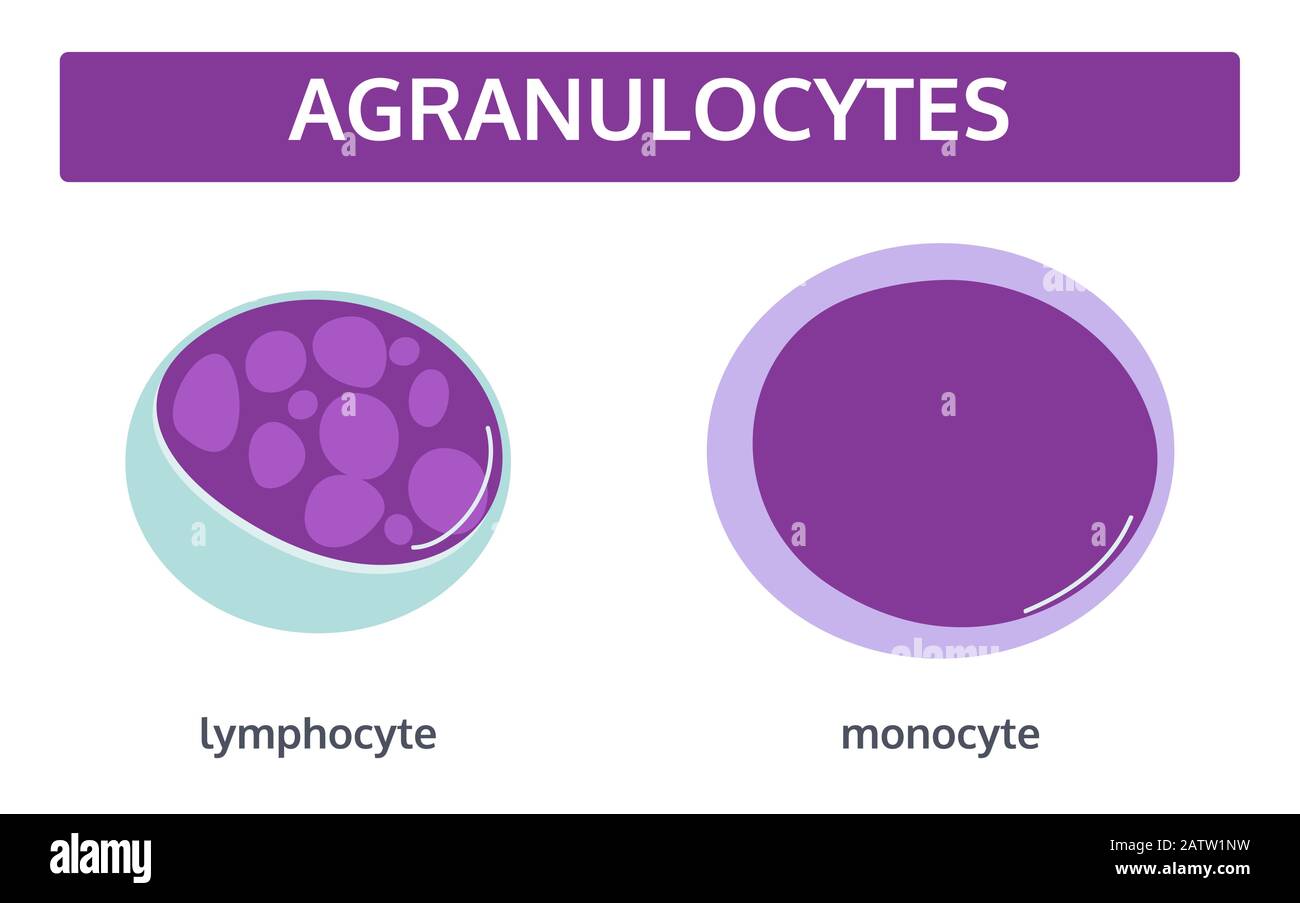 Vector set of white blood cells - agranulocytes: monocyte and lymphocyte in flat style. Medical concept.. Stock Vector