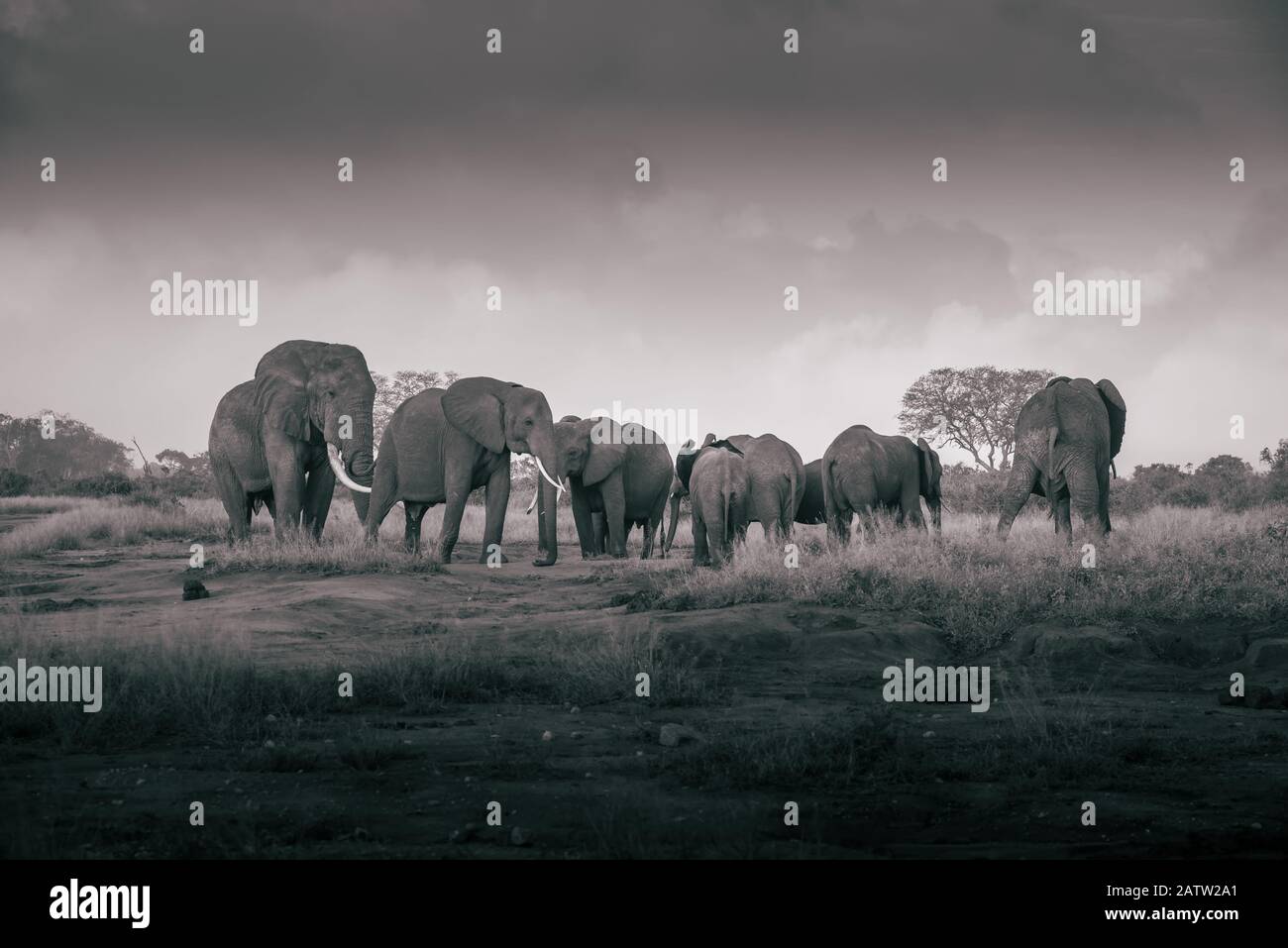 elephant family in the savanna, safari in Africa, Kenya, Tanzania, Uganda elephants fighting in the national park Hunting in Botswana hunt elephants Stock Photo