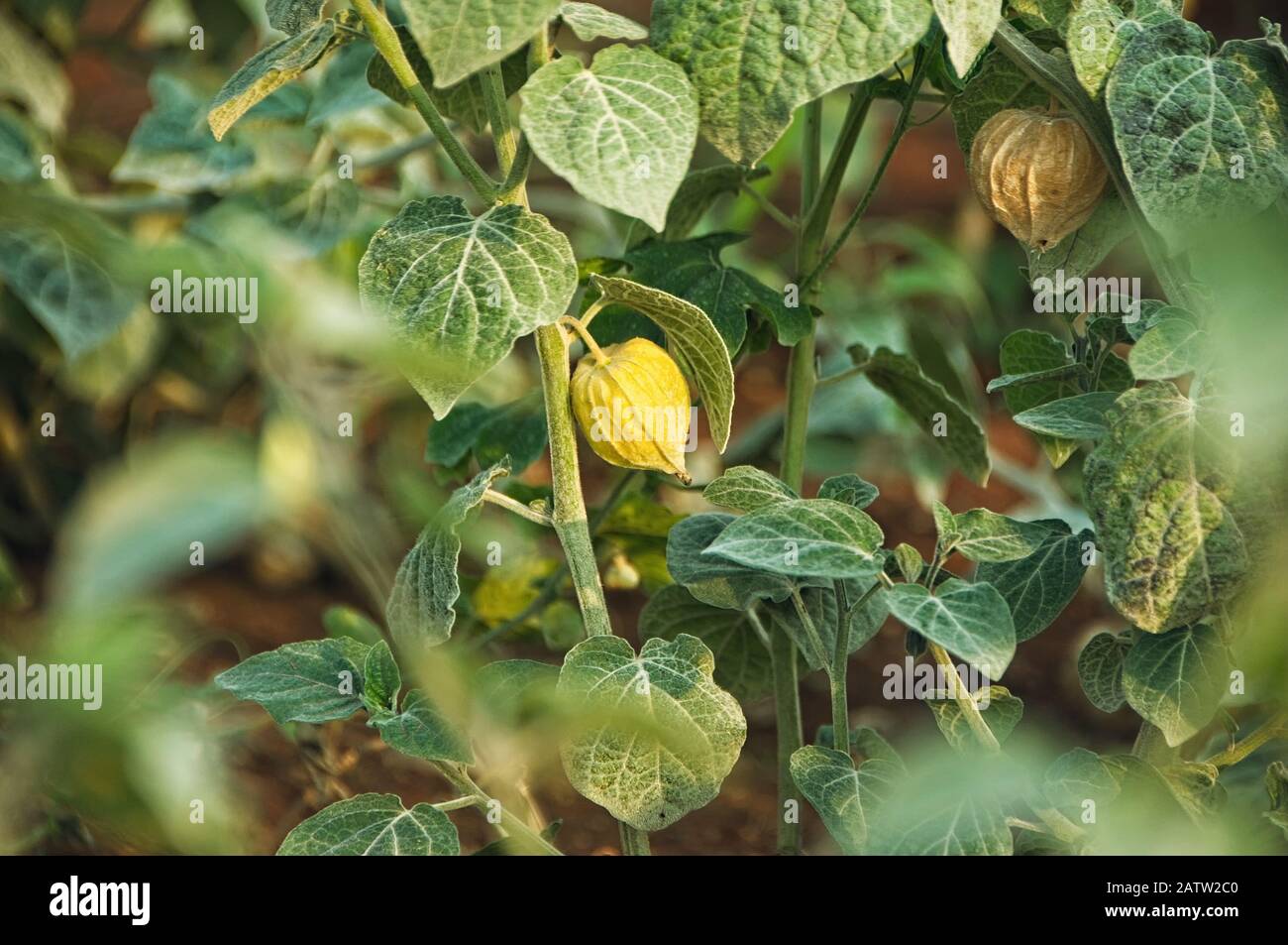 Cape Gooseberry (Physalis peruviana), Uchuva or gold berries on plant. Stock Photo
