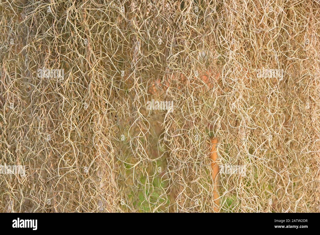Spanish moss (Tillandsia usneoides) form as natural curtain, suitable as background Stock Photo