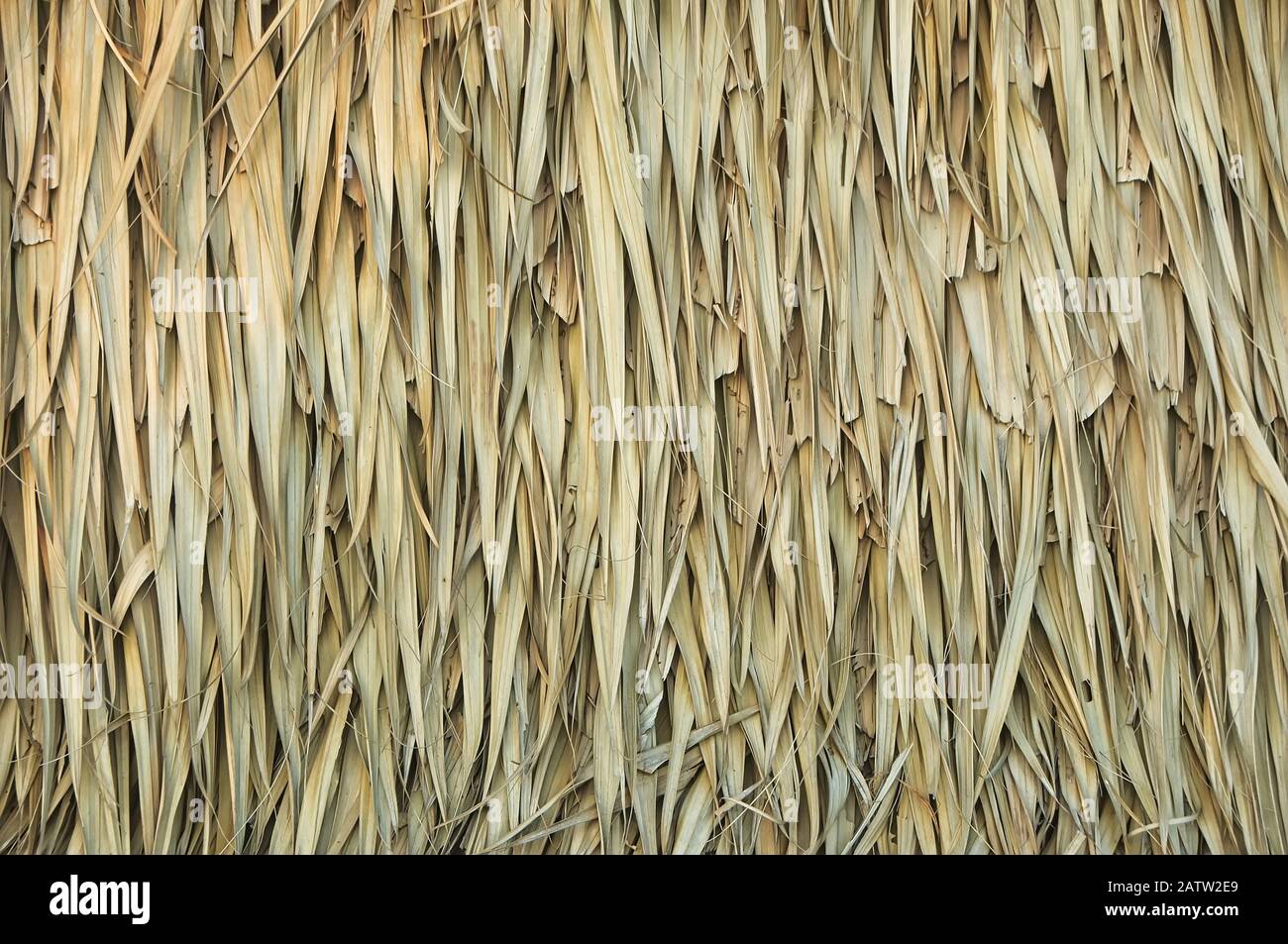 Close up of thatch roof background, Hay or dry grass background
