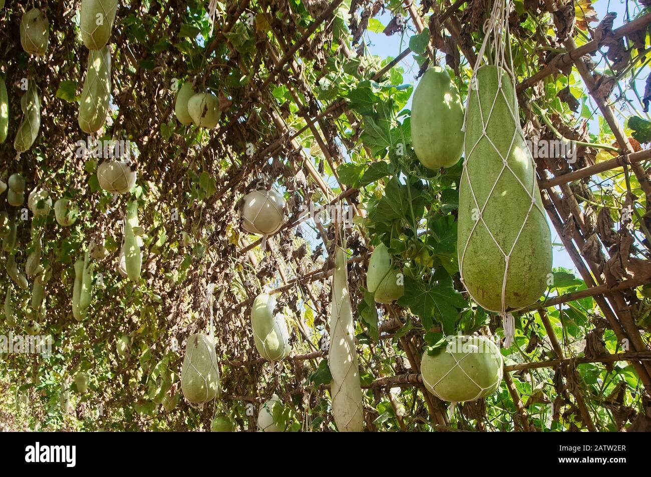 Long Squash Bottle Gourd Fruit High Resolution Stock Photography and