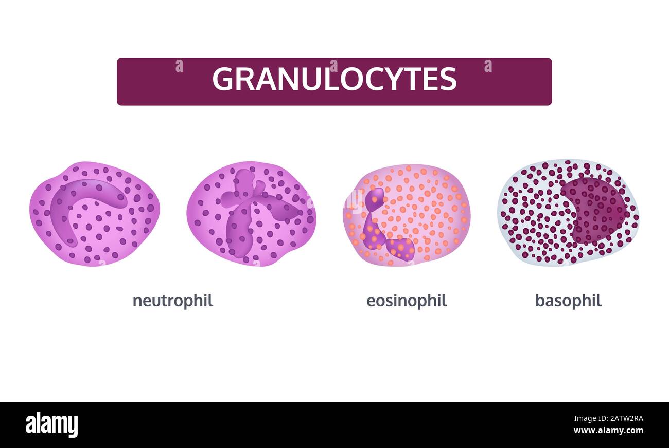 Vector set of white blood cells granulocytes. Basophil, eosinophil, and neutrophil. Medical concept. Stock Vector