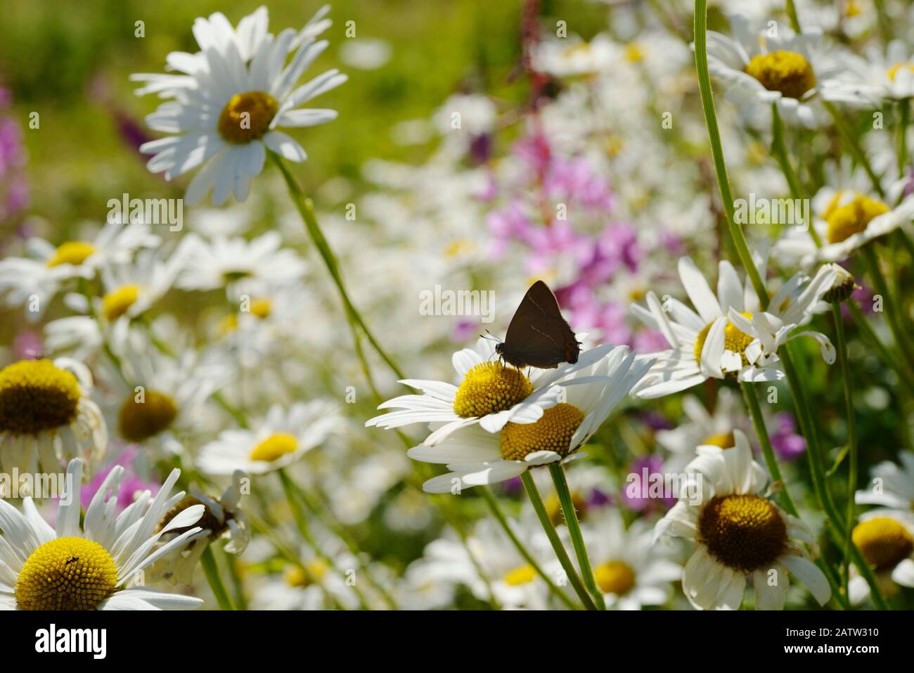 Satyrium w-album, White Letter Hairstreak butterfly feeding on Ox eye Daisies, Wales, UK. Stock Photo