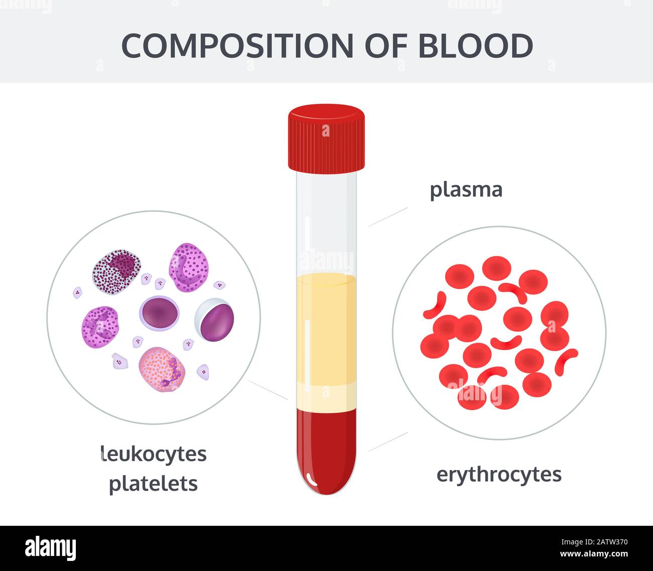 Medical vector concept on white background blood analysis in test