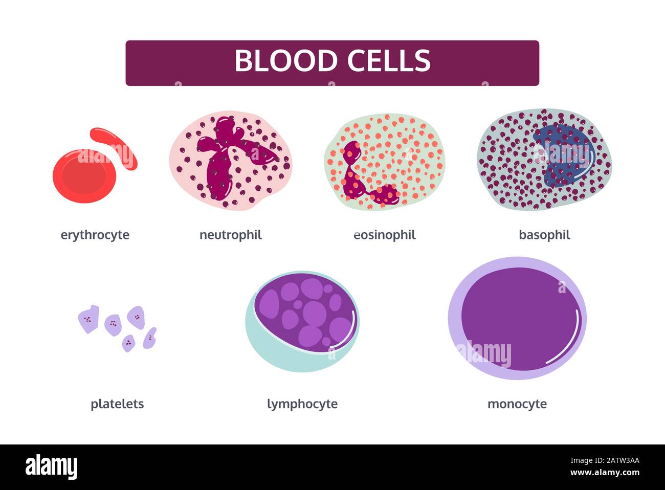 Vector set of blood cells in flat style. White blood cells - basophil; eosinophil; monocyte; neutrophil; lymphocyte. Red blood cells -erythrocyte. Stock Vector