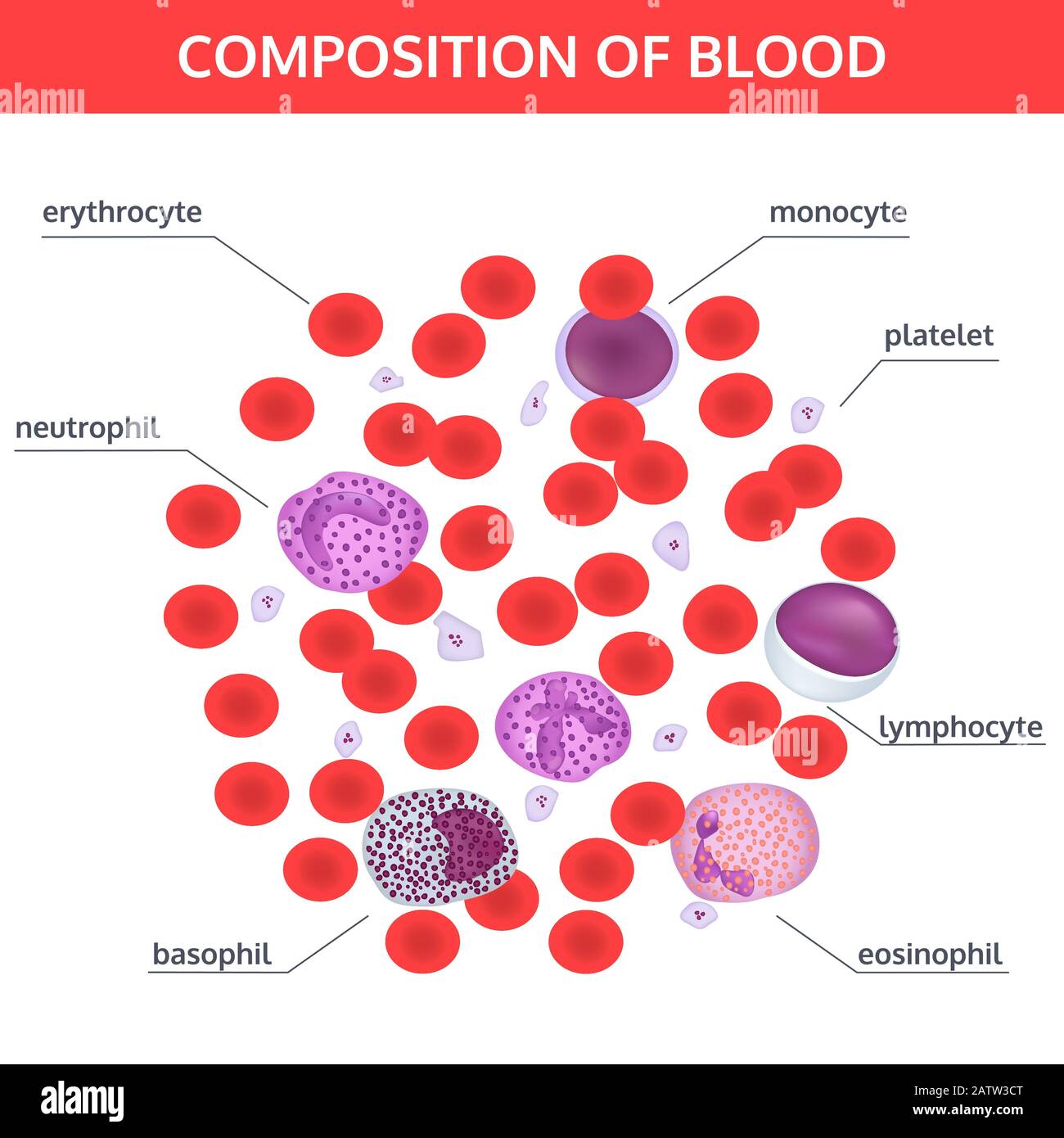 Infographics of composition of blood: red and white cells under a microscope with names on white background. Medical vector concept. Stock Vector